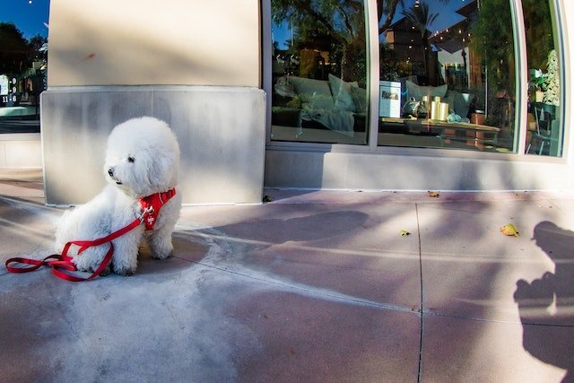 Bichon Frises are generally found in small breeds. They are quite sociable and love their owner unconditionally and thereby saving them from being felt isolated.