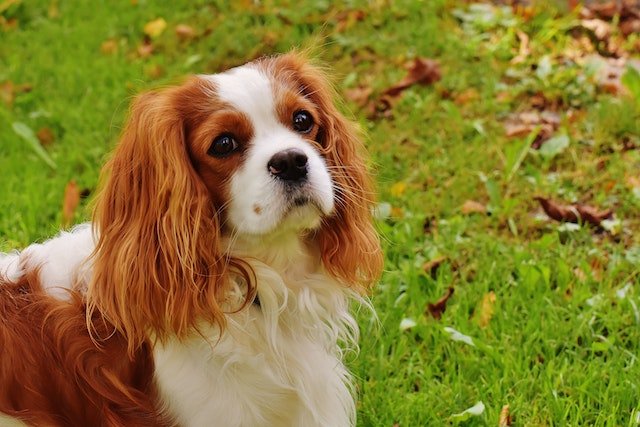 Cavalier King Charles Spaniel dogs are of a super friendly nature and will be perfect for those who wish to spend the golden years of their life. 