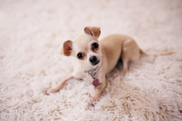Chihuahua are highly adaptable and can adjust even in small homes. Additionally, they have a longer life span of around 12-20 years.