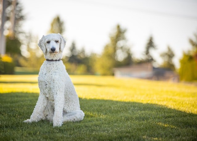 Poodles have a high sense of catching things quickly without putting in any extra effort. Poodles can be a great companion for seniors.