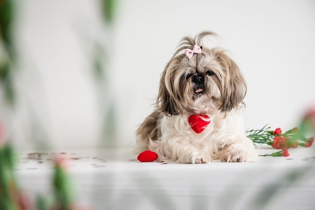 Shih Tzu gentle nature makes the environment gentle and peaceful. Along with this, they have a longer lifespan as compared to others.