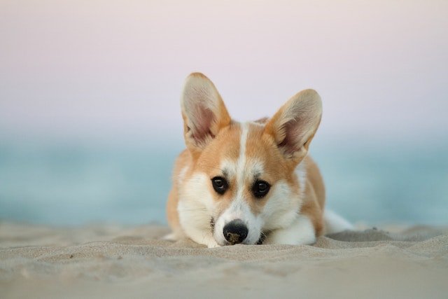 In spite of Welsh Corgi small size, they are known for their high energy level and playful personalities.